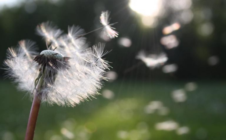 blowball-dandelion-dandelion-seed